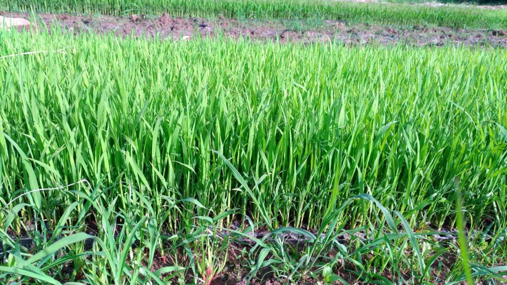 33422538_1056319904515231_7364090469761941504_n