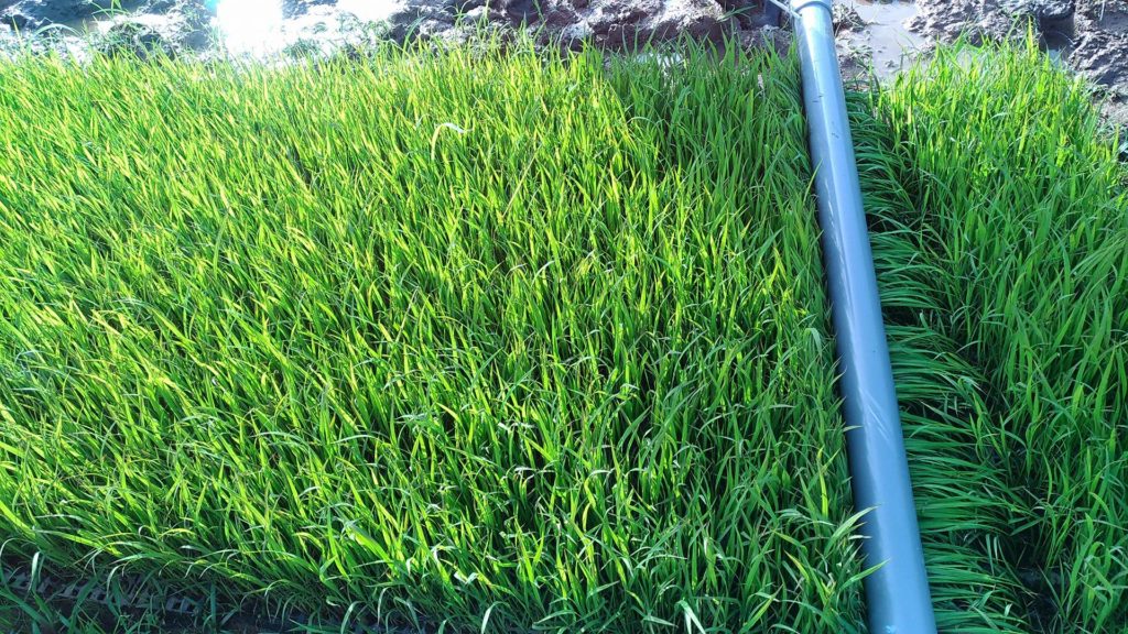 33566041_1056319687848586_8037551138595143680_n (1)