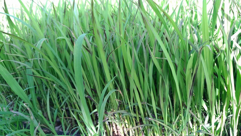 33683128_1056319674515254_6696264355639459840_n