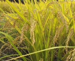 ササニシキ稲穂