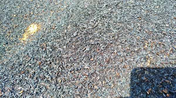 P_20181201_121848_vHDR_On