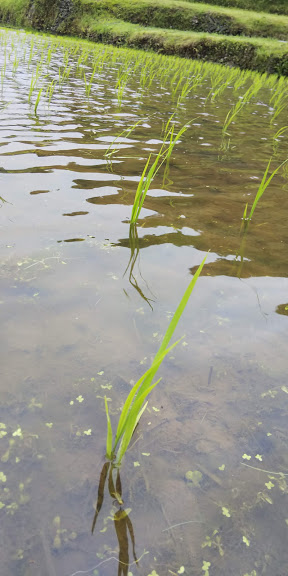 ササニシキ田植え後