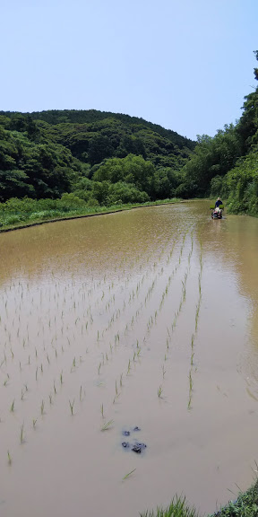 田植え黒米