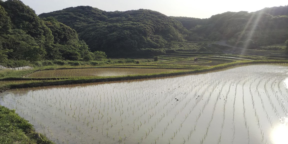 田植え2020.0