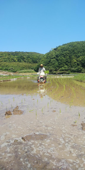 田植え2020.3